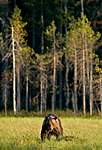 BB 10 0079 / Ursus arctos / Brunbjørn